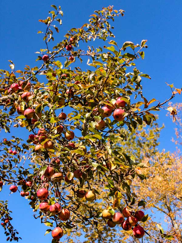 apple orchard in the Big Field off the Colgate Lake Trail