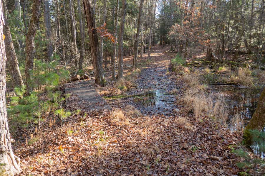 wet spot on the trail to Loop A in the Israel Wittman Sanctuary  