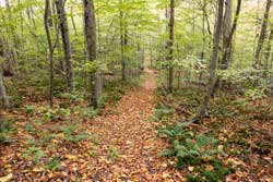 Hog Hollow Trail