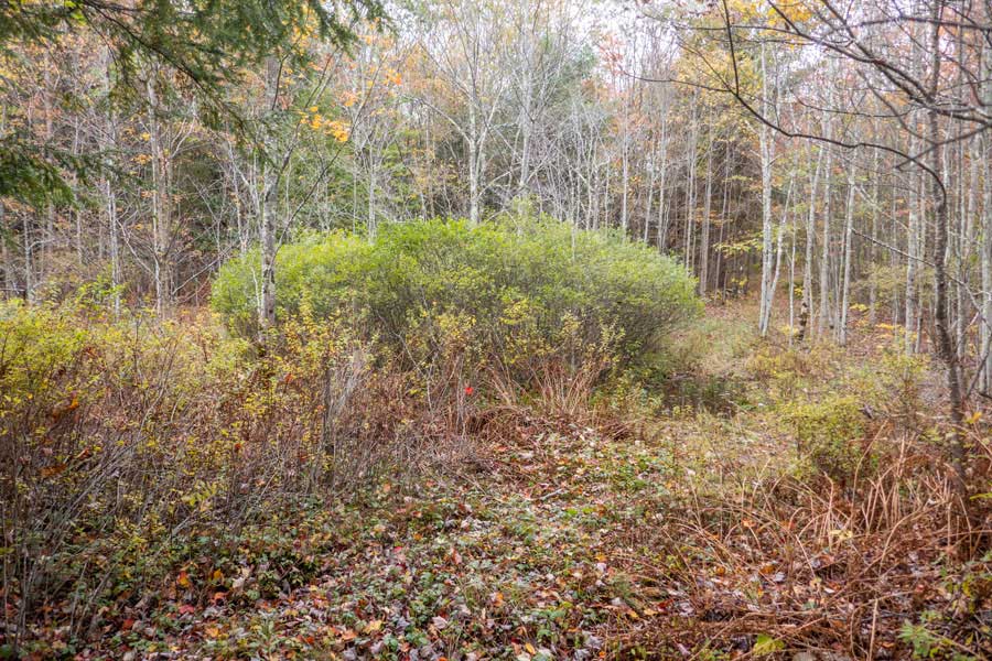 bog on the Hog Hollow Trail