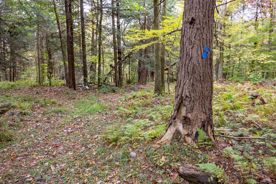 Blue trail markers on the private property section of the Hog Hollow Trail