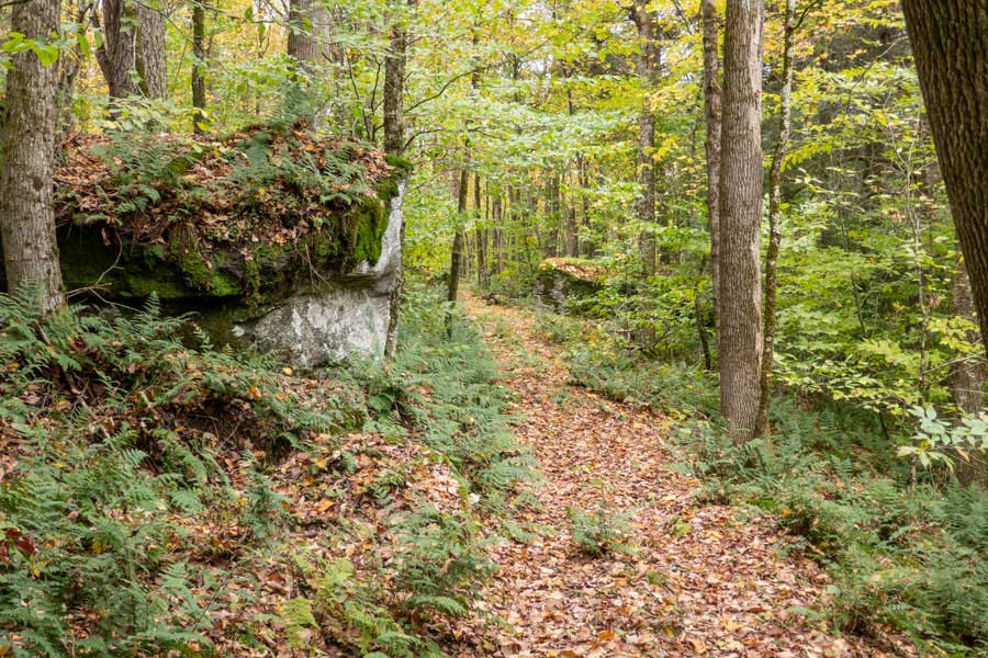 long straight section of the Hog Hollow Trail   