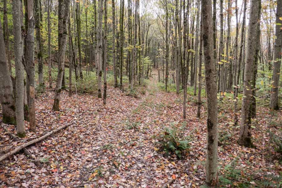 Hog Hollow Trail after the second old homestead stone foundation