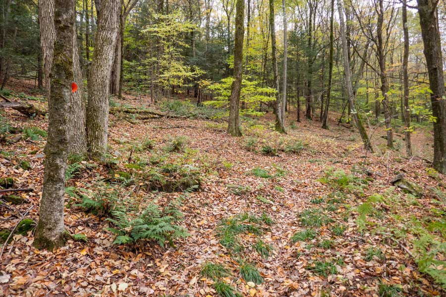 second trail junction to the large field by the old homestead on the hog hollow trail