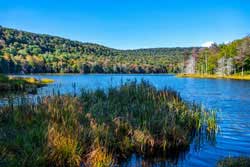 delaware wild forest