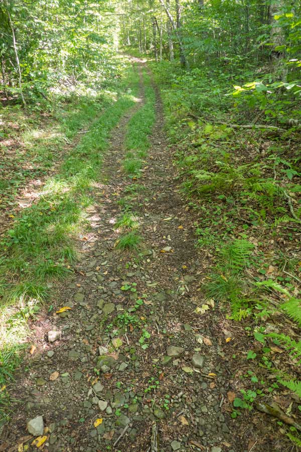 This is what the middle of the west side of the Huggins Lake Trail looks like