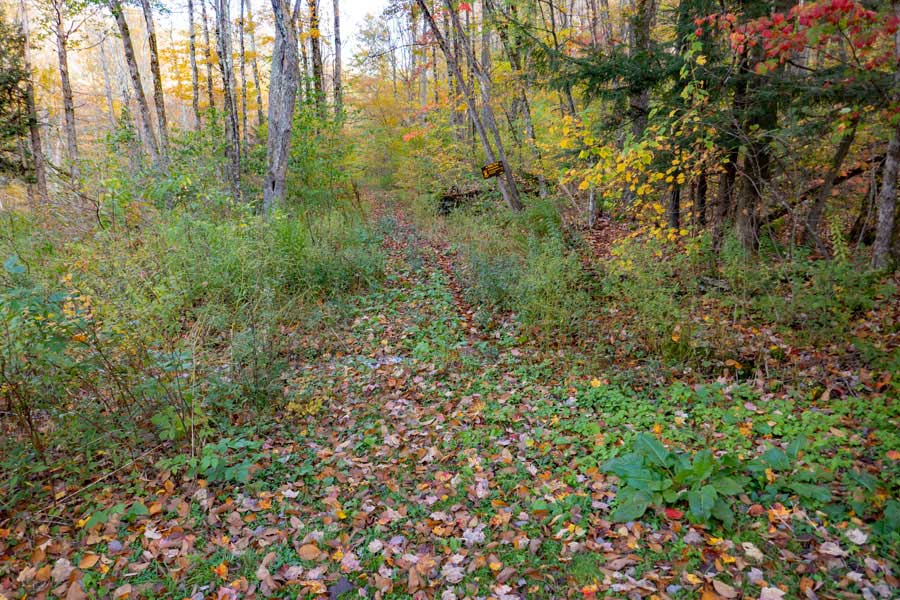 Southern Trailhead for the Little Spring Brook Trail.