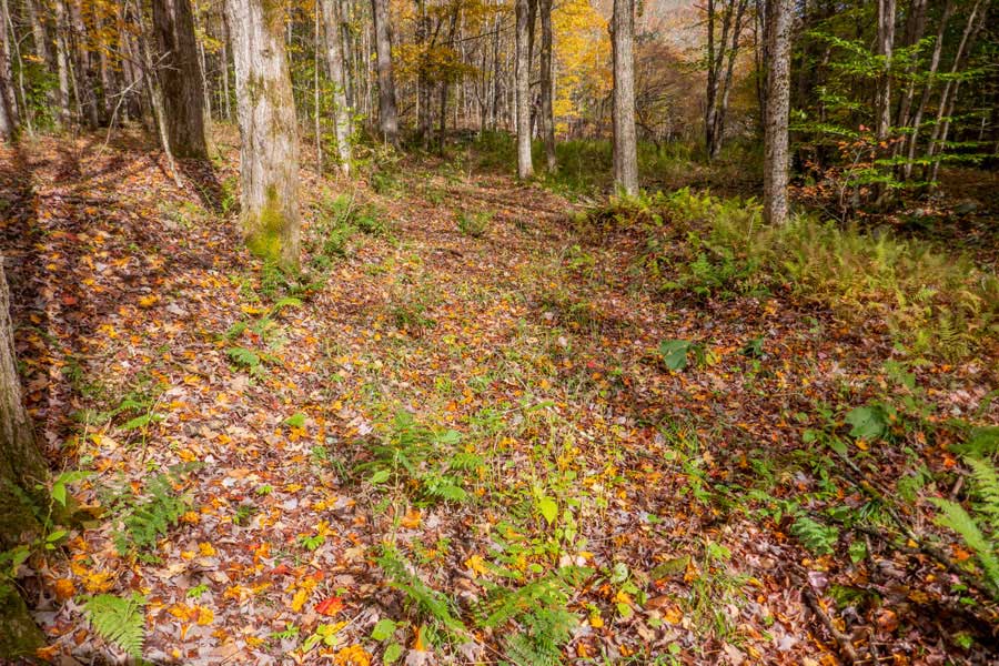 approaching the beaver pond on the Little Spring Brook Trail