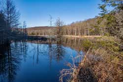 Morton Hill Swamp
