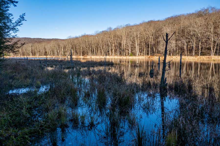 west side of the Morton Hill Swamp