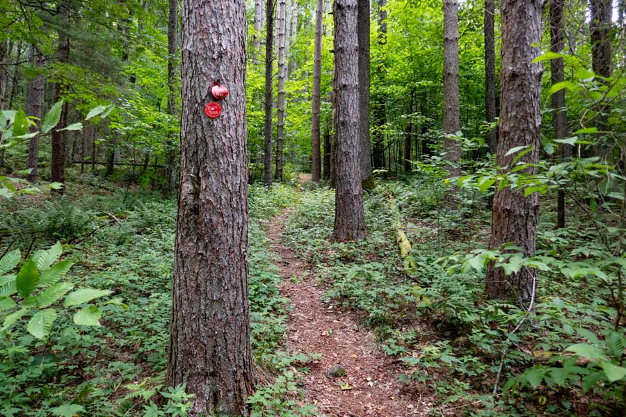 Trail after the DEC registration box on the Huckleberry Loop Trail