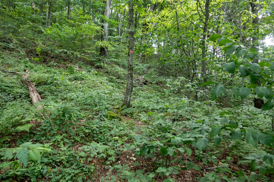 The typical view of the Dry Brook Ridge Trail 