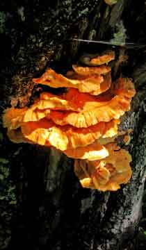 mushrooms on Plateau Mountain