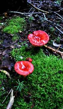 mushrooms on Plateau Mountain