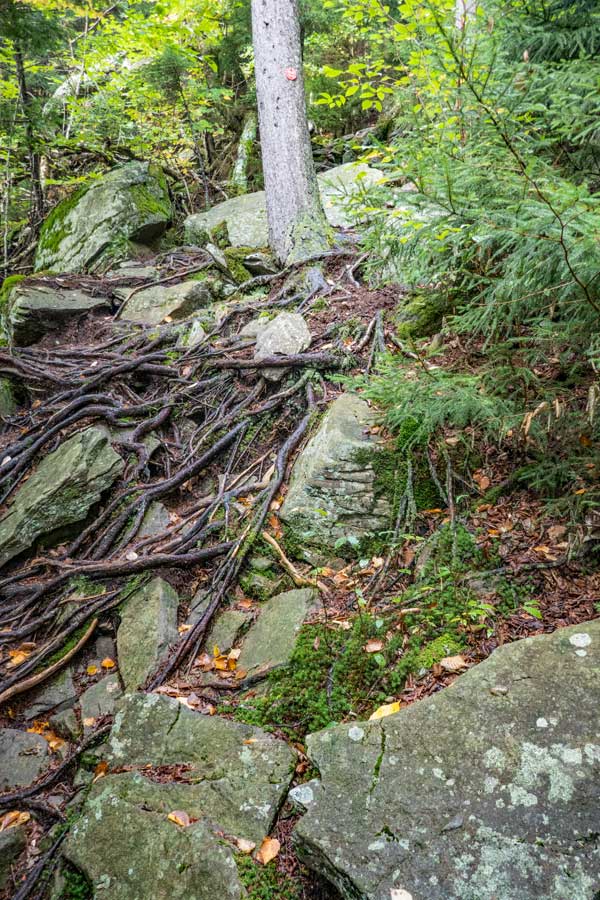 Trail from Mink Hollow Pass to the summit of Plateau Mountain
