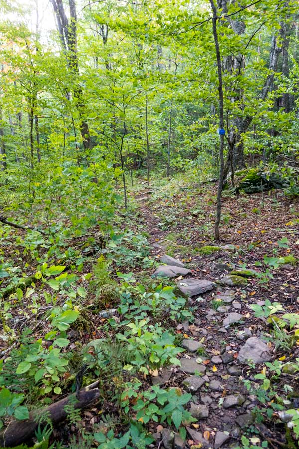 beginning of the northern portion of the warner creek trail 