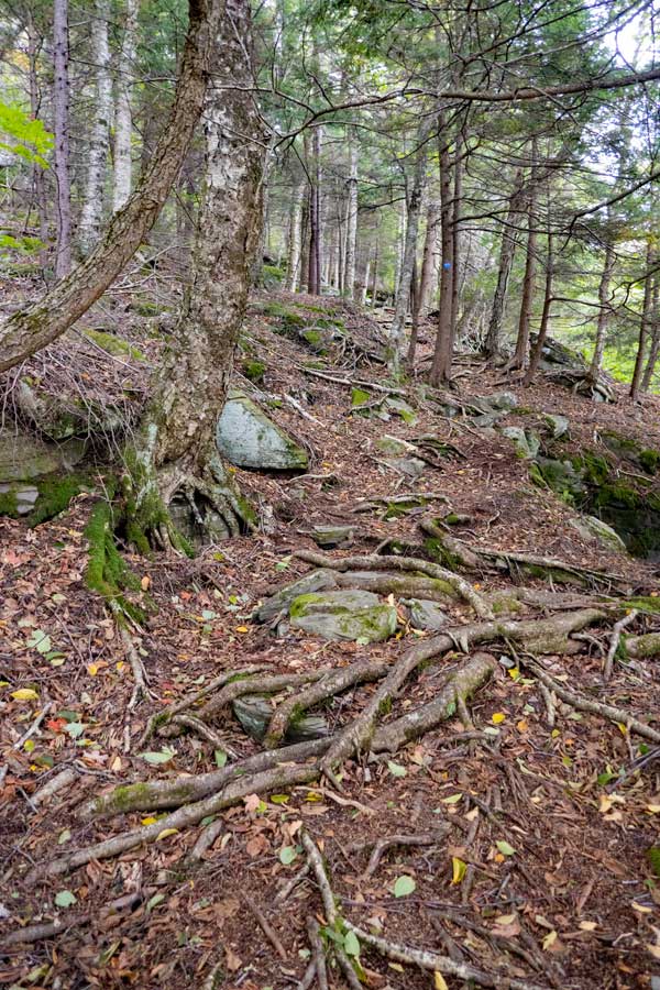 rooty section of the warner creek trail on plateau mountain 