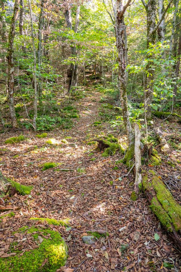 middle section of the northern portion of the warner creek trail 