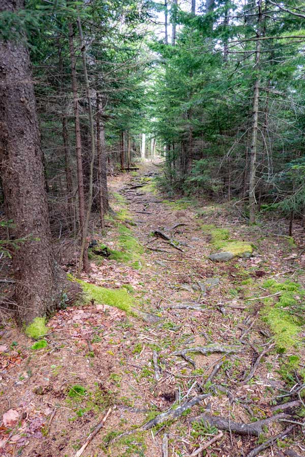 Conifer forest around 3,000 feet as you approach the final climb to Kaaterskill High Peak