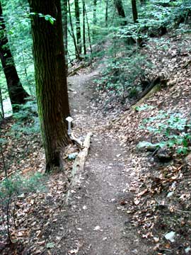 trail down to plattekill falls