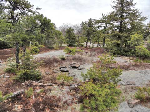 hawkeye with scrub pines