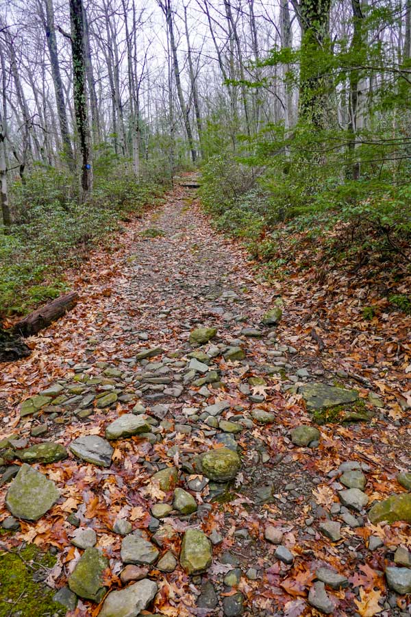 trail to ticetonyk mountain with mountain laurel on both sides of trail