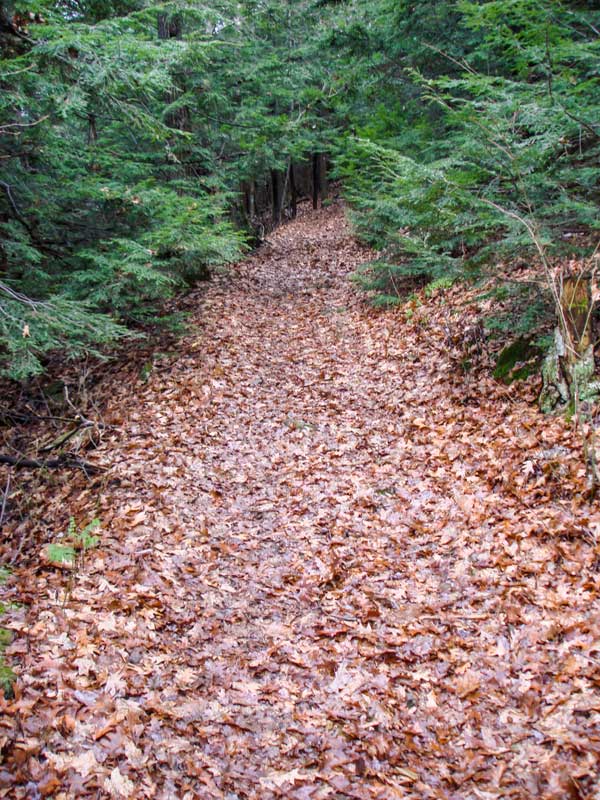 Phoenicia Trail runs through a conifer forest