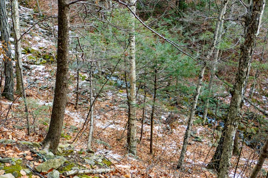 Warner Creek Trail on the northwest side of Carl Mountain