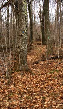 pisgah mountain