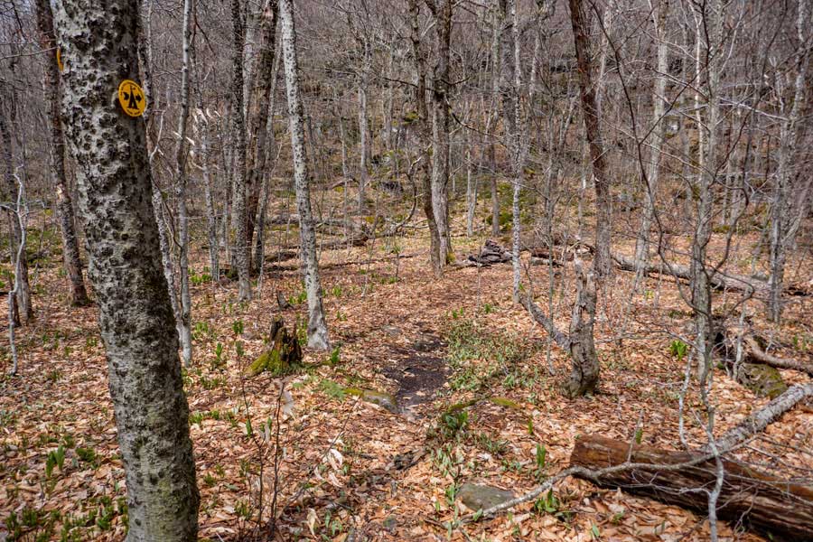 DEC primitive campsite by the Curtis Ormsbee Trail Junction