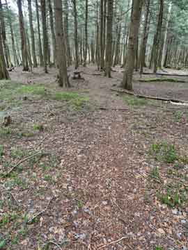 beginning of the fishermans trail along the neversink river