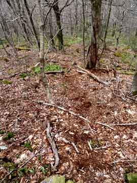 herd path up the ridge line of lone mountain in the catskill mountains