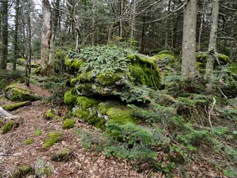 conifer forest on lone mountain in the Catskill Mountains