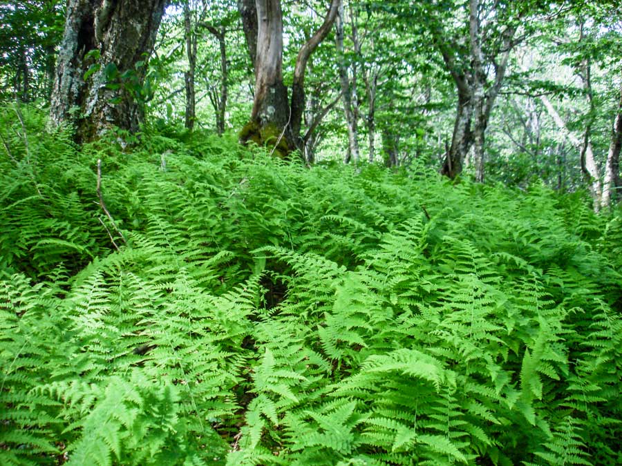 ferns on table mountain