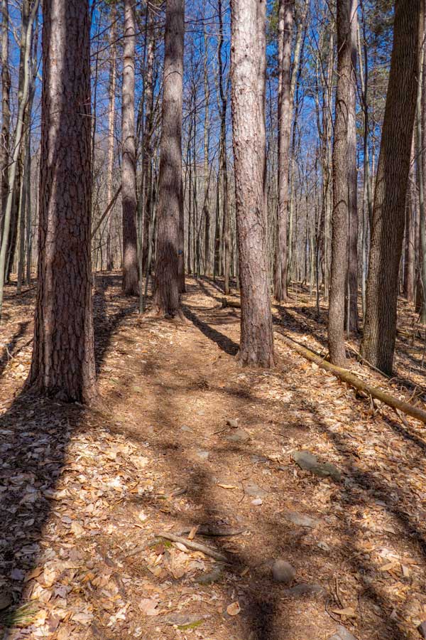 Pine forest on the Peekamoose Table Trail