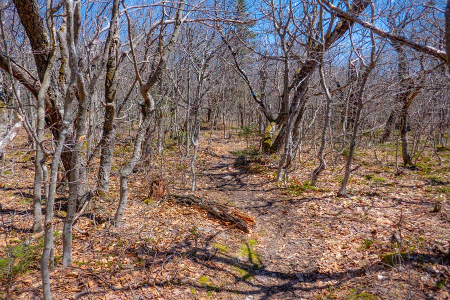 The northeasterly ridge line along the Peekamoose Table Trail