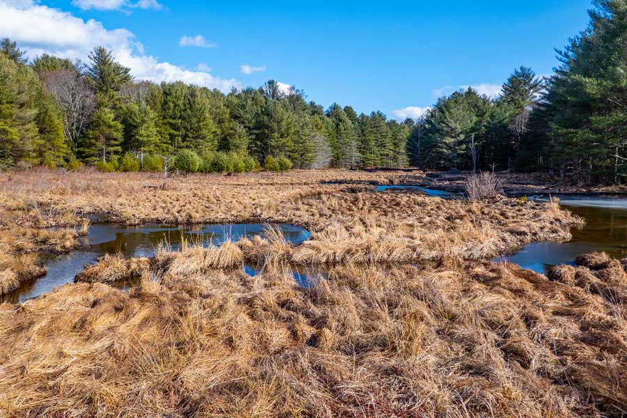 Upper Balsam Swamp
