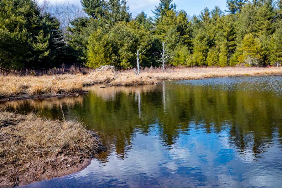 Upper Balsam Swamp
