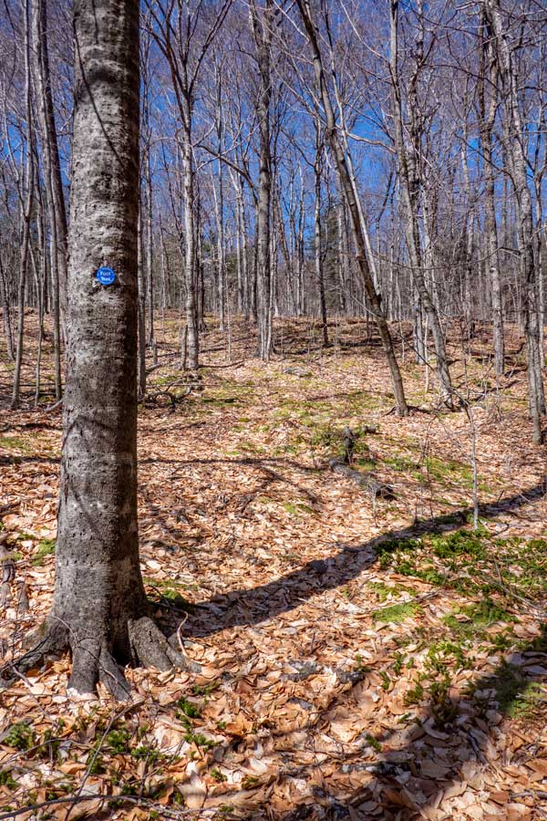 Beginning of hike to Bangle Hill from Spencer Road