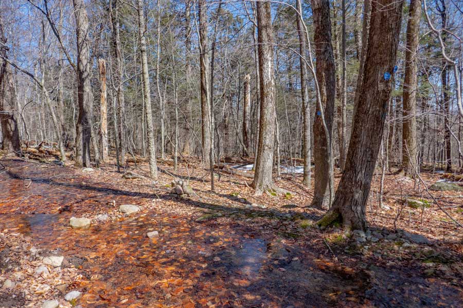 Trail Junction for dirt road and trail to Bangle Hill Trail