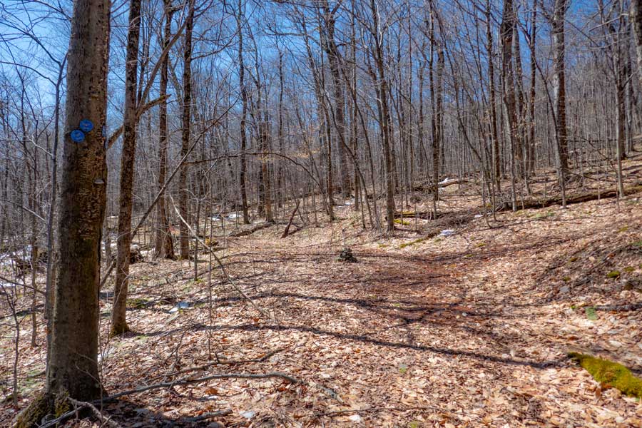 Trail Junction from Dirt Road to trail to Bangle Hill