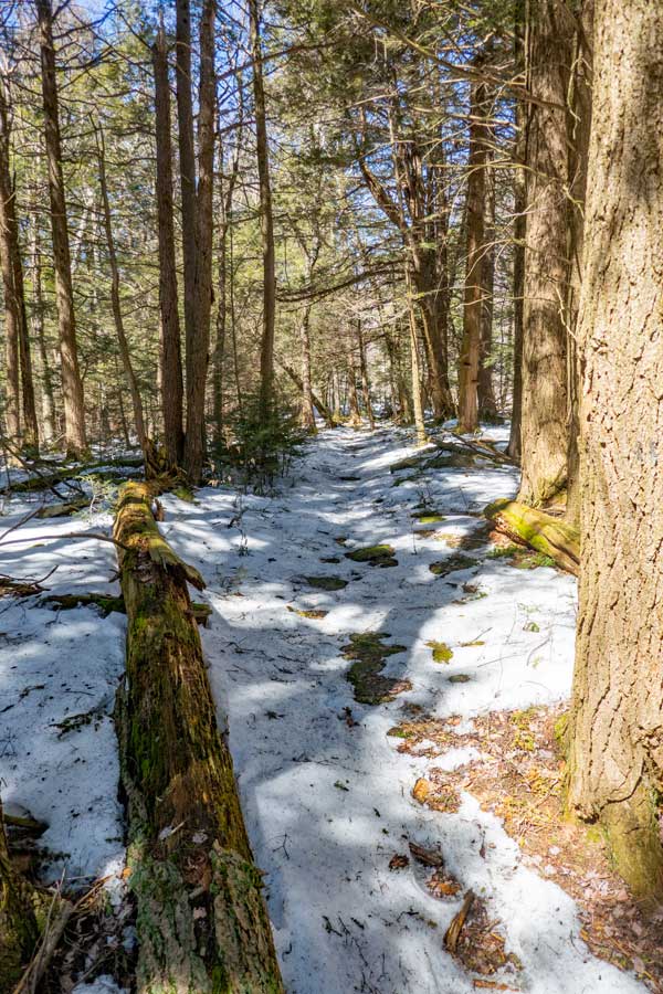 A section of conifer forest on the Trail to Bangle Hill
