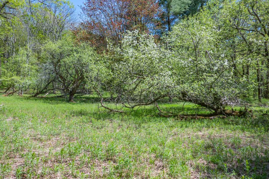 apple orchard on the old homestead off Bungalow Brook Road off the Denman Loop Trail