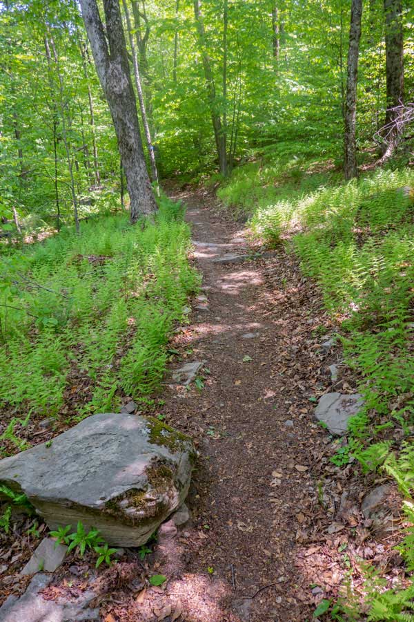 small fern meadows on the Red Hill Fire Tower trail