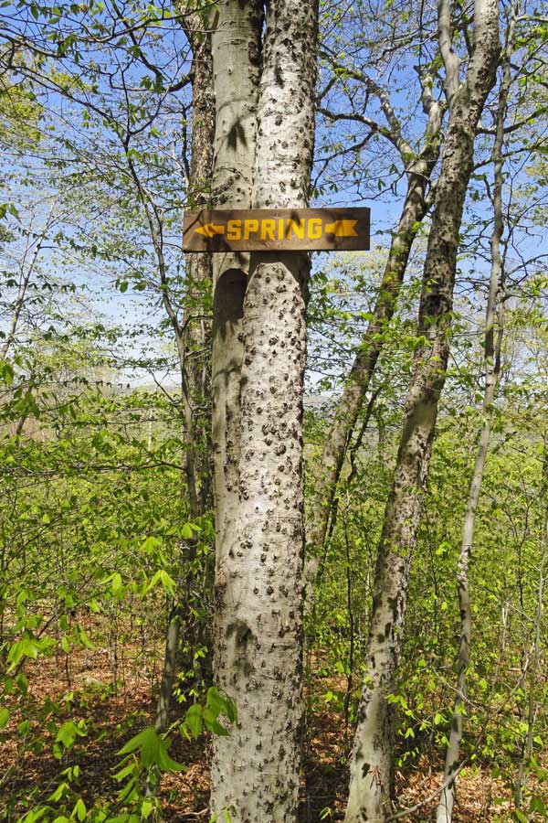 DEC signs for the spring off the upper section of the Red Hill Fire Tower trail