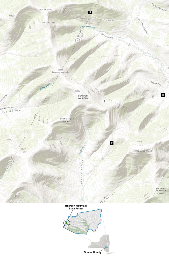 Bearpen wild forest