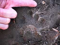 mountain lion cougar tracks by kaaterskill creek near haines falls new york in the catskill mountains