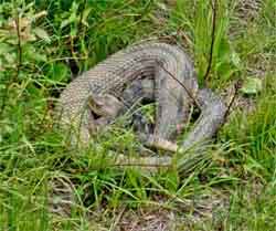 new illegal rattlesnake habitat in the catskill mountains