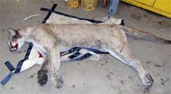 cougar mountain lion killed