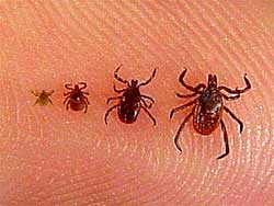 explosion of deer ticks on the eastern escarpment of the catskill mountains in 2015